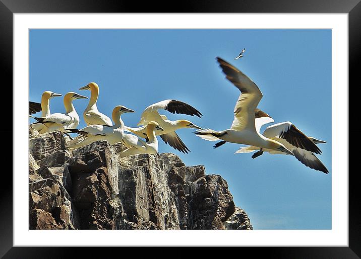 Gannets on Bass Rock Framed Mounted Print by Bob Legg