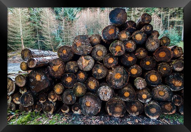 Pile of Logs Framed Print by Jonathan Swetnam