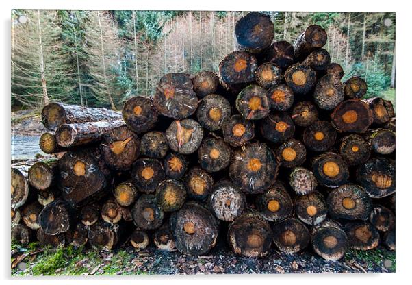 Pile of Logs Acrylic by Jonathan Swetnam