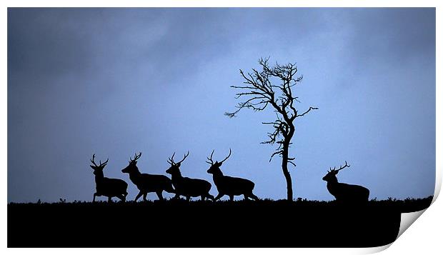 Red deer stags Print by Macrae Images