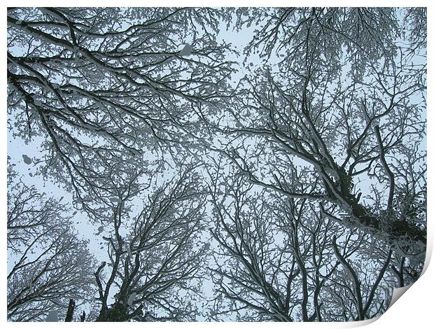 Snow-filled Skywards View  Print by Lisa Bowman