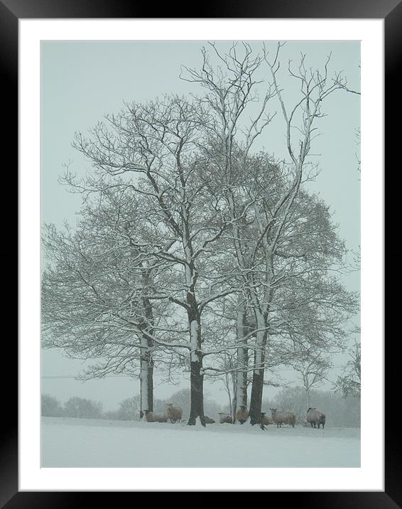 Sussex Sheep Shelter in the Snow  Framed Mounted Print by Lisa Bowman