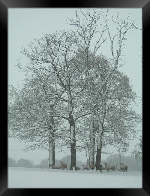 Sussex Sheep Shelter in the Snow  Framed Print by Lisa Bowman