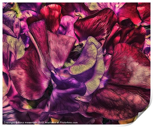 A Vivid Tapestry of Sweetpeas Print by Fiona Messenger