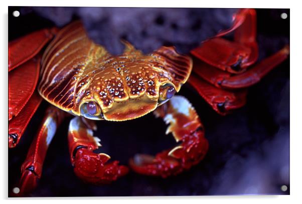 Sally Lightfoot Crab, Galapagos Islands Acrylic by Celia Mannings
