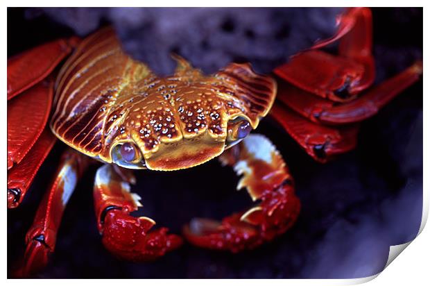 Sally Lightfoot Crab, Galapagos Islands Print by Celia Mannings