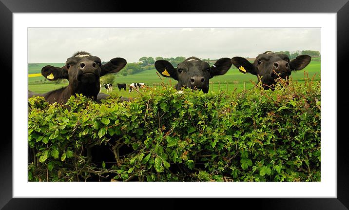 What you looking at ? Framed Mounted Print by Bob Legg