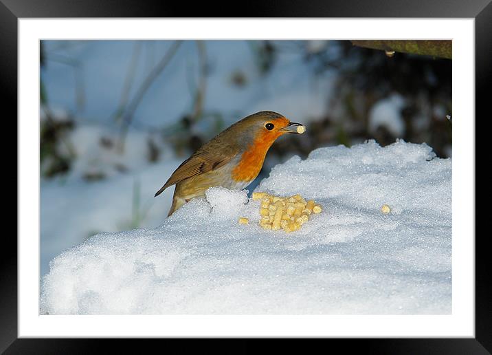 Robins winter breakfast Framed Mounted Print by Bob Legg