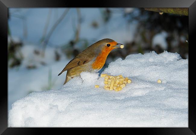 Robins winter breakfast Framed Print by Bob Legg