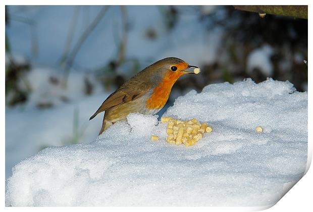 Robins winter breakfast Print by Bob Legg
