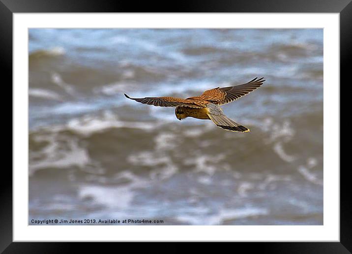 Kestrel hovering (Falco tinnulculus) Framed Mounted Print by Jim Jones