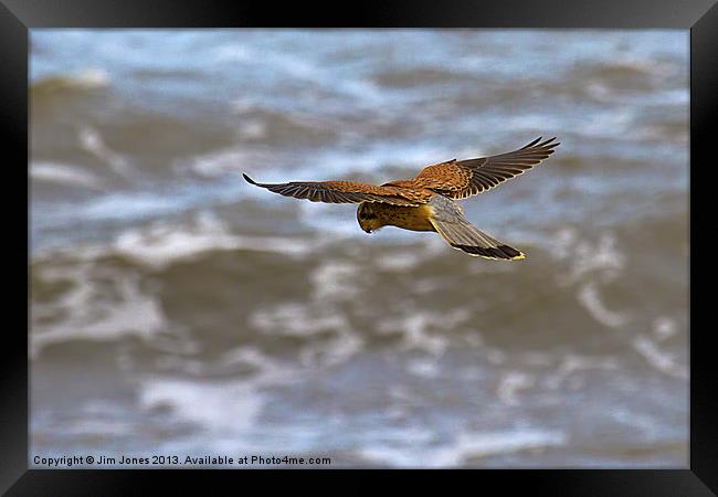 Kestrel hovering (Falco tinnulculus) Framed Print by Jim Jones