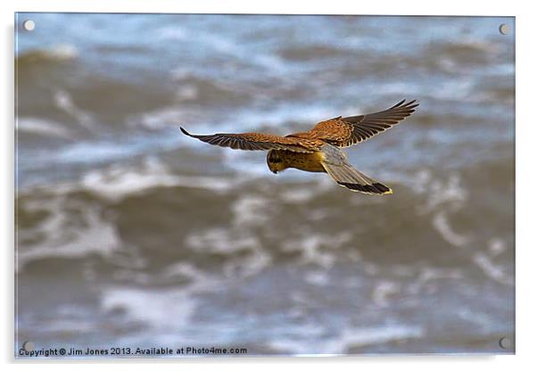 Kestrel hovering (Falco tinnulculus) Acrylic by Jim Jones