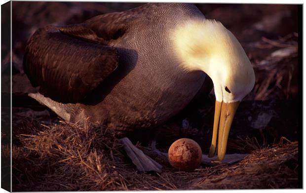 Waved Albatross nest, Galapagos Islands Canvas Print by Celia Mannings