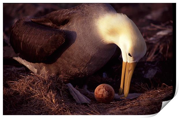 Waved Albatross nest, Galapagos Islands Print by Celia Mannings