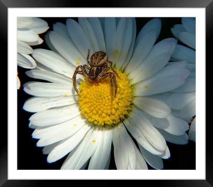Hungry Spider  Framed Mounted Print by Alberto Komlosi
