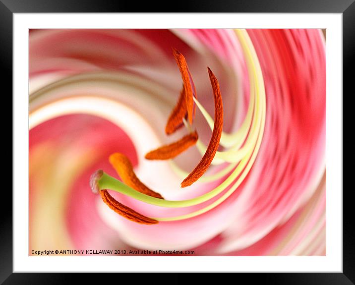 TIGER LILY STAMENS SWIRL Framed Mounted Print by Anthony Kellaway