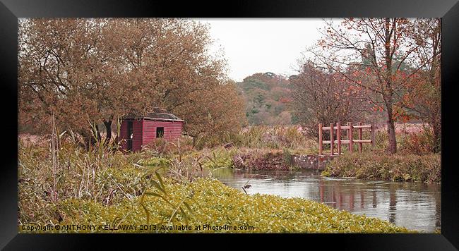 FISHING HUT ON THE RIVER ITCHEN Framed Print by Anthony Kellaway