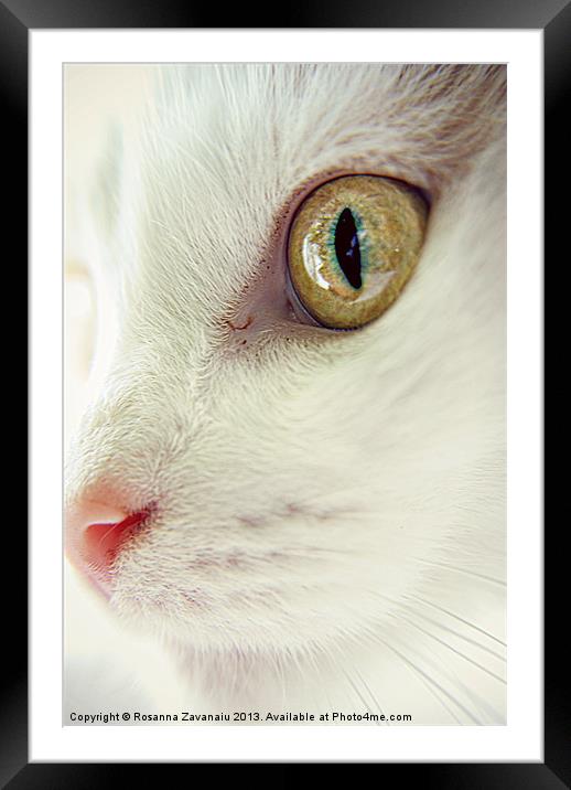 Feline Portraits. Framed Mounted Print by Rosanna Zavanaiu