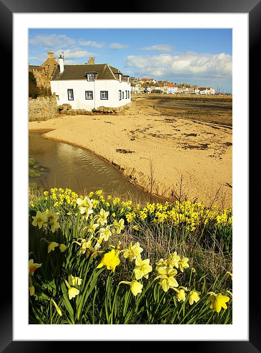 Anstruther Spring Flowers Framed Mounted Print by Bob Legg