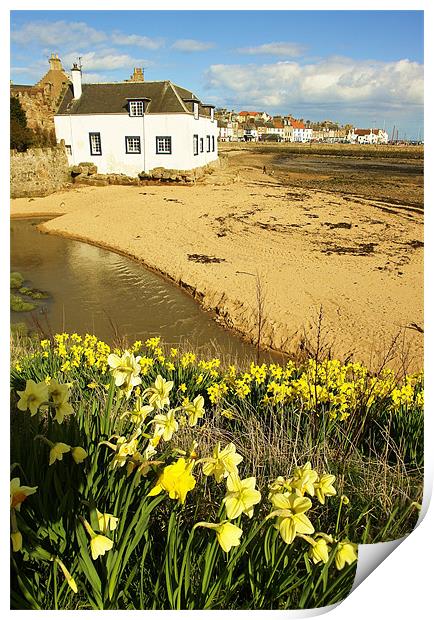 Anstruther Spring Flowers Print by Bob Legg