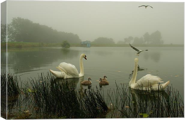 Foggy Day Swans Canvas Print by Bob Legg
