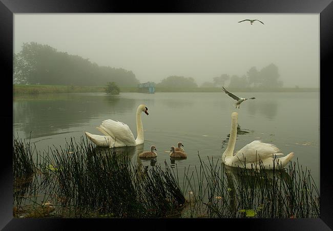 Foggy Day Swans Framed Print by Bob Legg