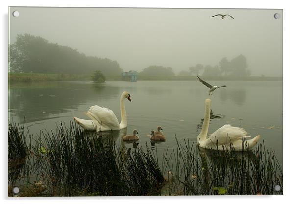 Foggy Day Swans Acrylic by Bob Legg