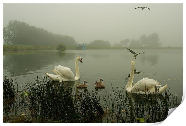 Foggy Day Swans Print by Bob Legg