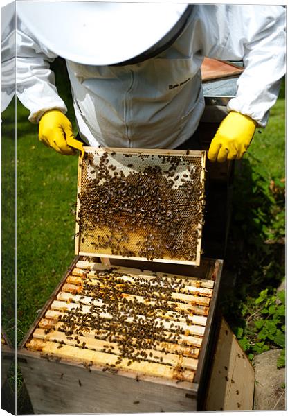 Bees at Work Canvas Print by Mark Llewellyn