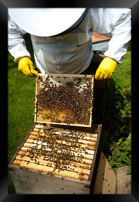 Bees at Work Framed Print by Mark Llewellyn