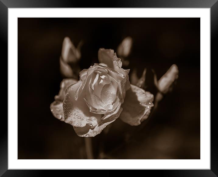 Sepia Rose Framed Mounted Print by Mark Llewellyn