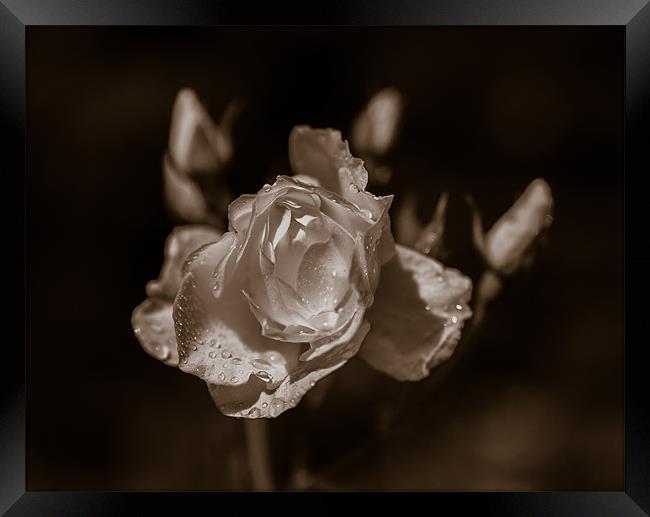 Sepia Rose Framed Print by Mark Llewellyn