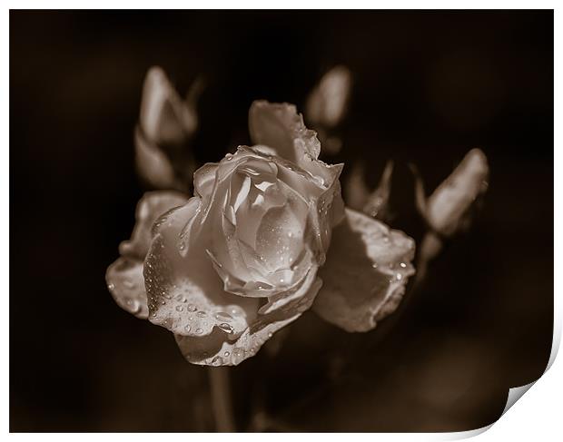 Sepia Rose Print by Mark Llewellyn