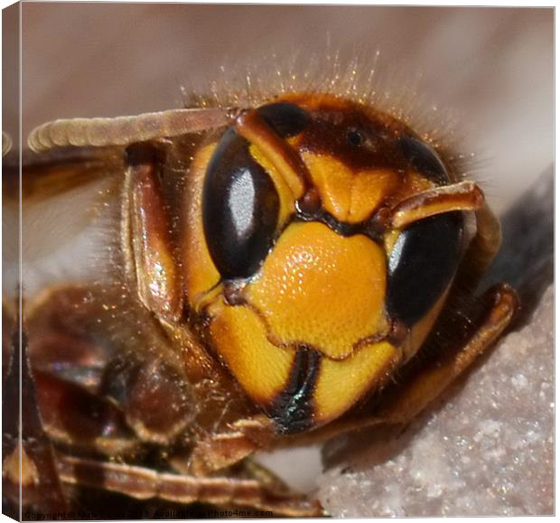 Hornets Head Canvas Print by Mark  F Banks