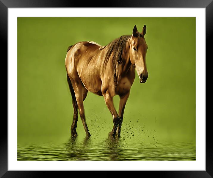 Horse Framed Mounted Print by Matthew Laming