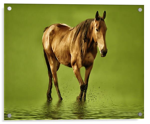 Horse Acrylic by Matthew Laming
