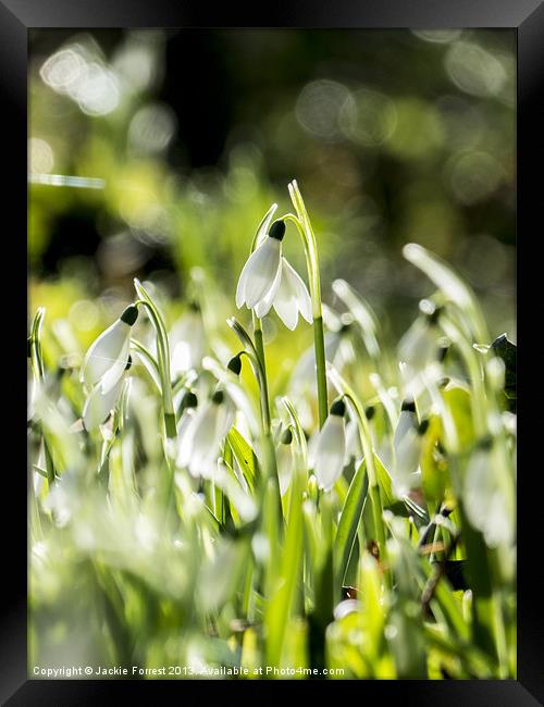 Snowdrops twinkling Framed Print by Jackie Forrest