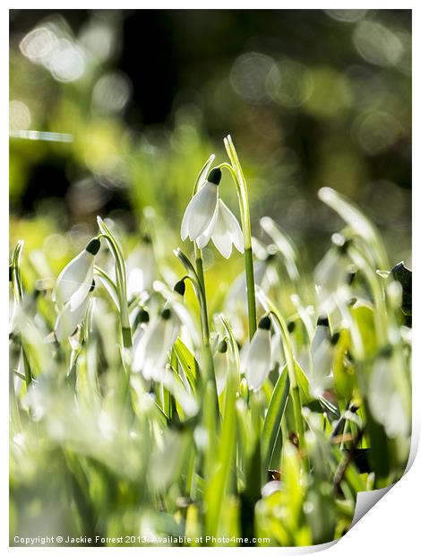 Snowdrops twinkling Print by Jackie Forrest