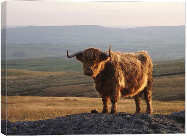 Highland Hairy Canvas Print by Carol Young
