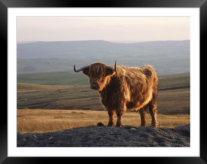 Highland Hairy Framed Mounted Print by Carol Young