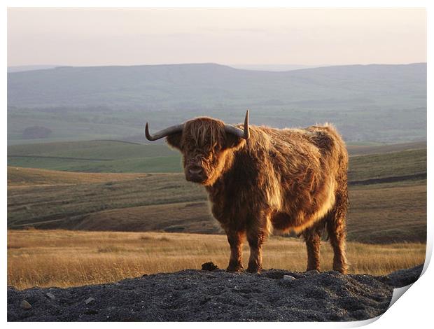 Highland Hairy Print by Carol Young