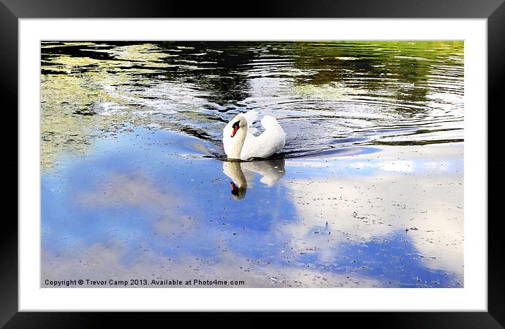 The Lonely Swan Framed Mounted Print by Trevor Camp