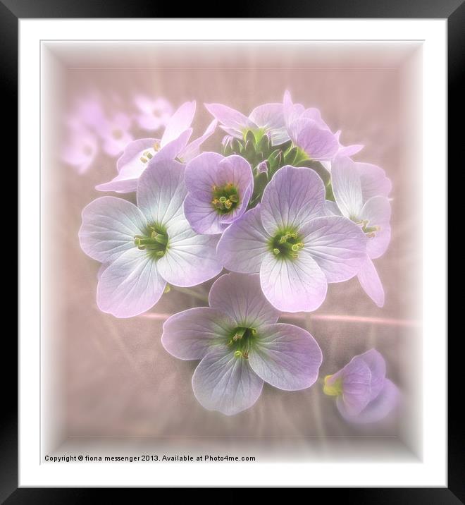 Wild Flowers Framed Mounted Print by Fiona Messenger