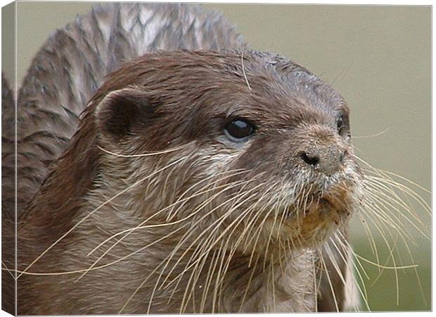 Otter Canvas Print by Carol Young