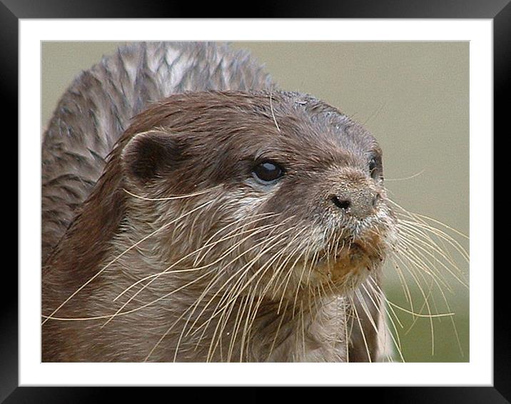 Otter Framed Mounted Print by Carol Young