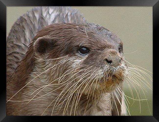Otter Framed Print by Carol Young