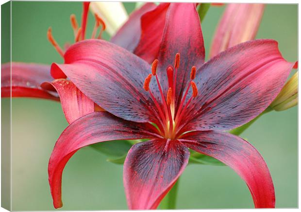 Red and Black Lily Canvas Print by Shari DeOllos