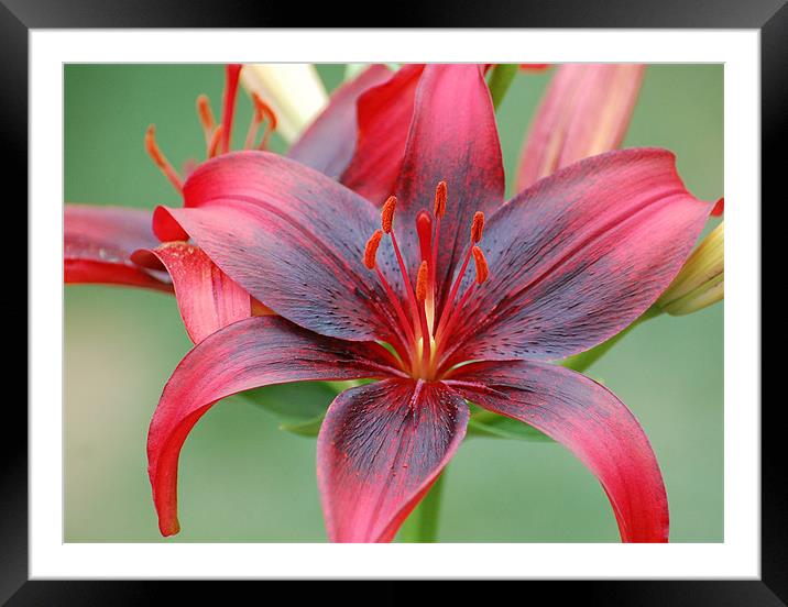 Red and Black Lily Framed Mounted Print by Shari DeOllos