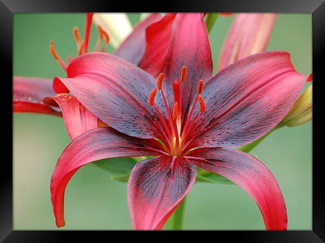 Red and Black Lily Framed Print by Shari DeOllos